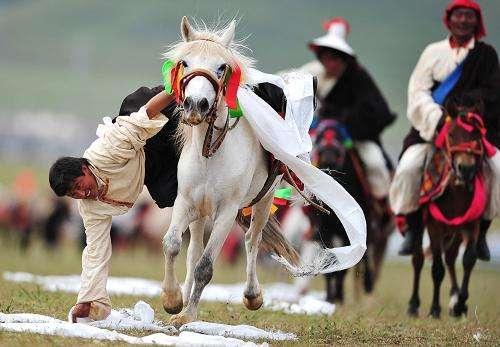 西藏当雄赛马节