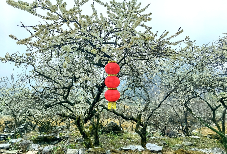 阳山冯屋花絮10