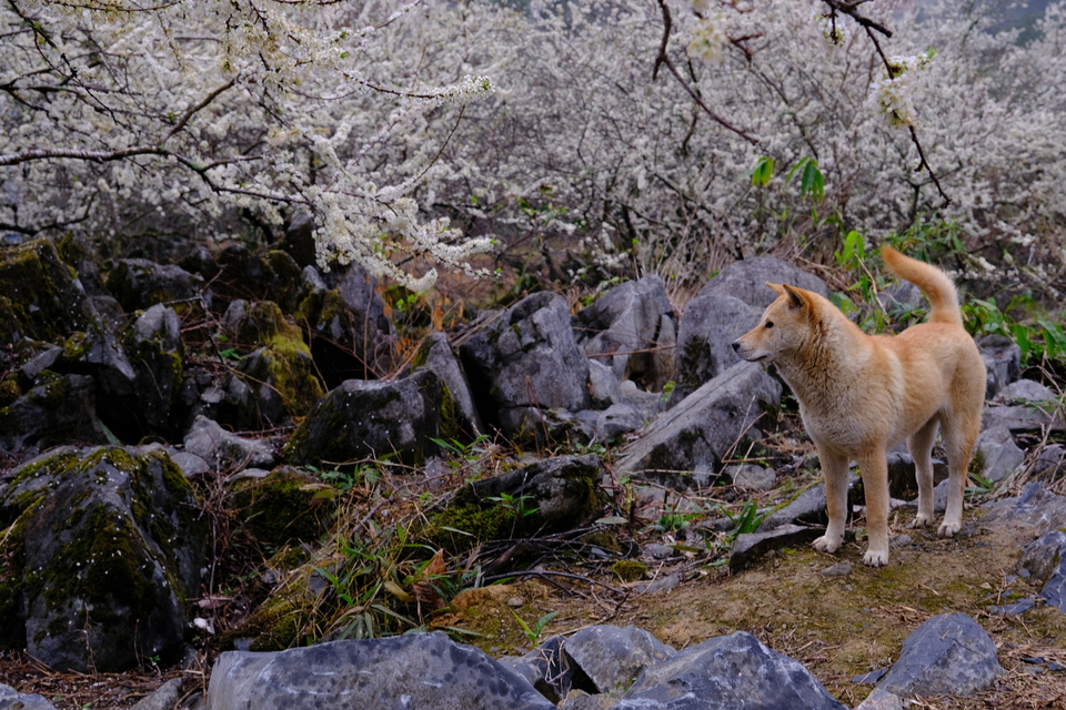 阳山冯屋花絮12