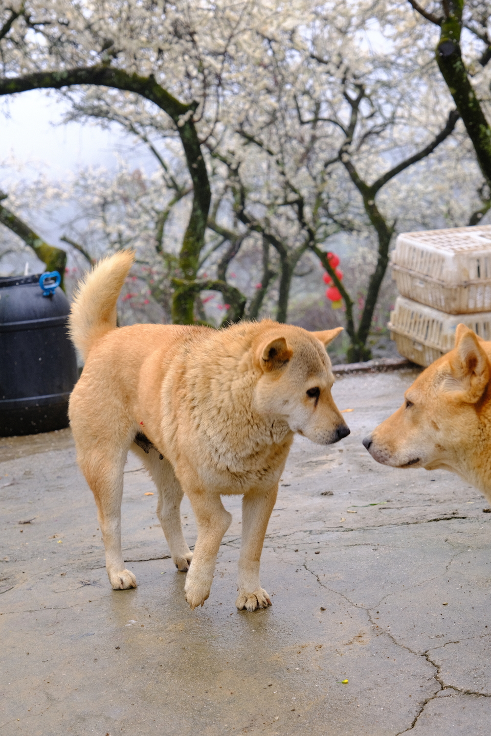 阳山冯屋花絮13