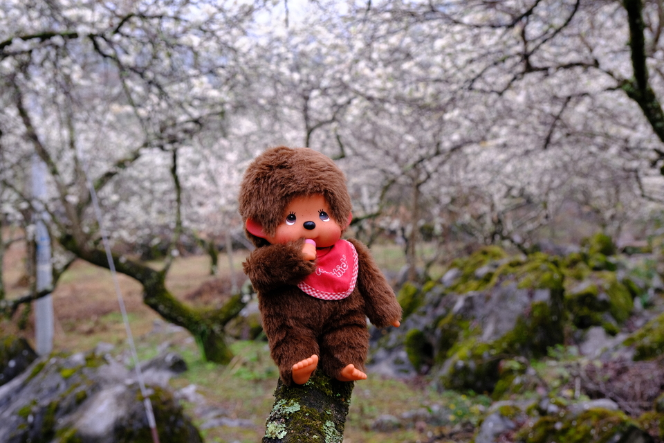 阳山冯屋花絮14