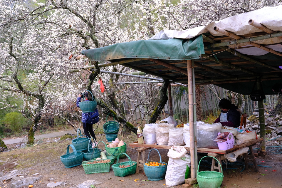 阳山冯屋花絮15