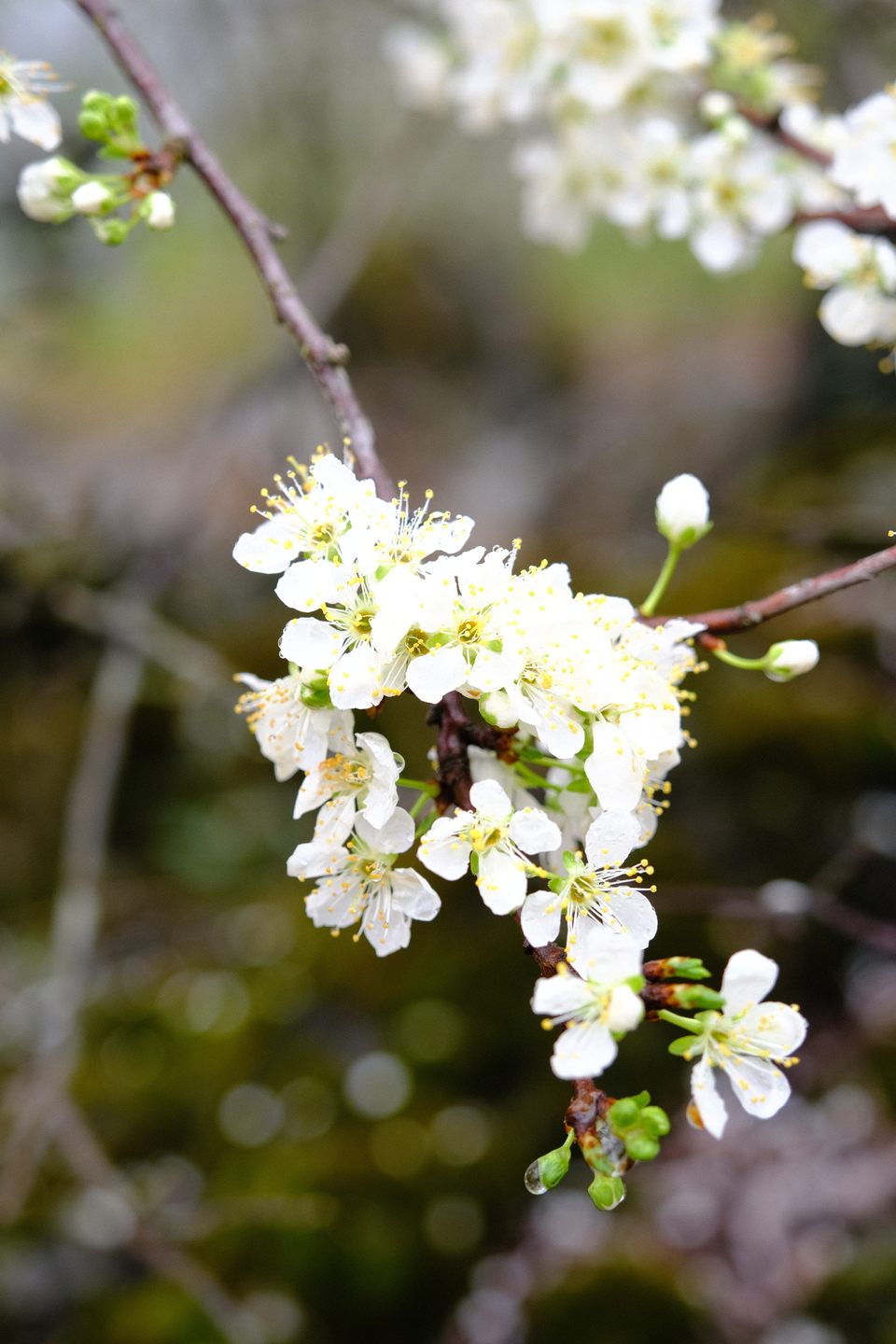 阳山冯屋花絮16