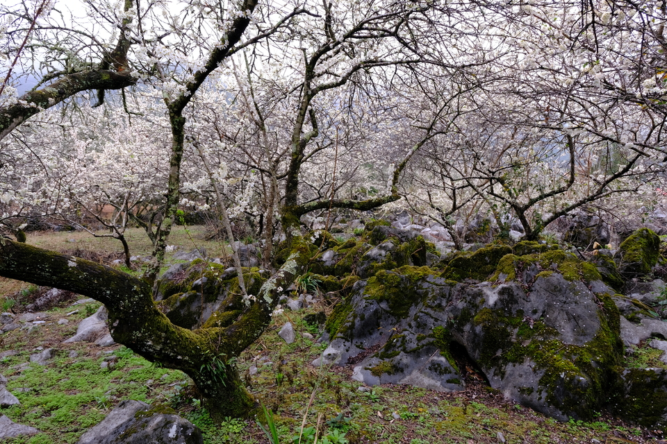 阳山冯屋花絮18