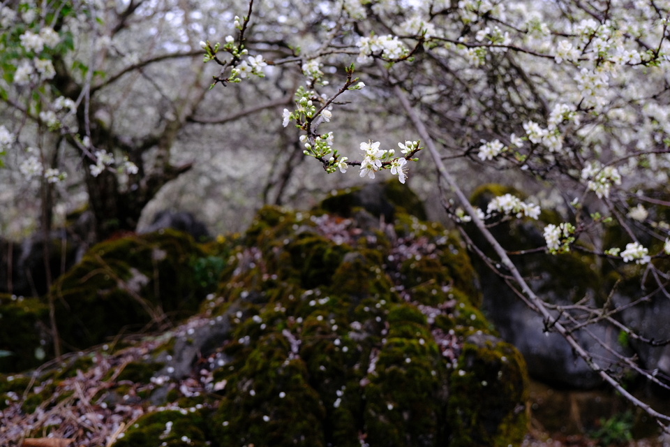 阳山冯屋花絮19