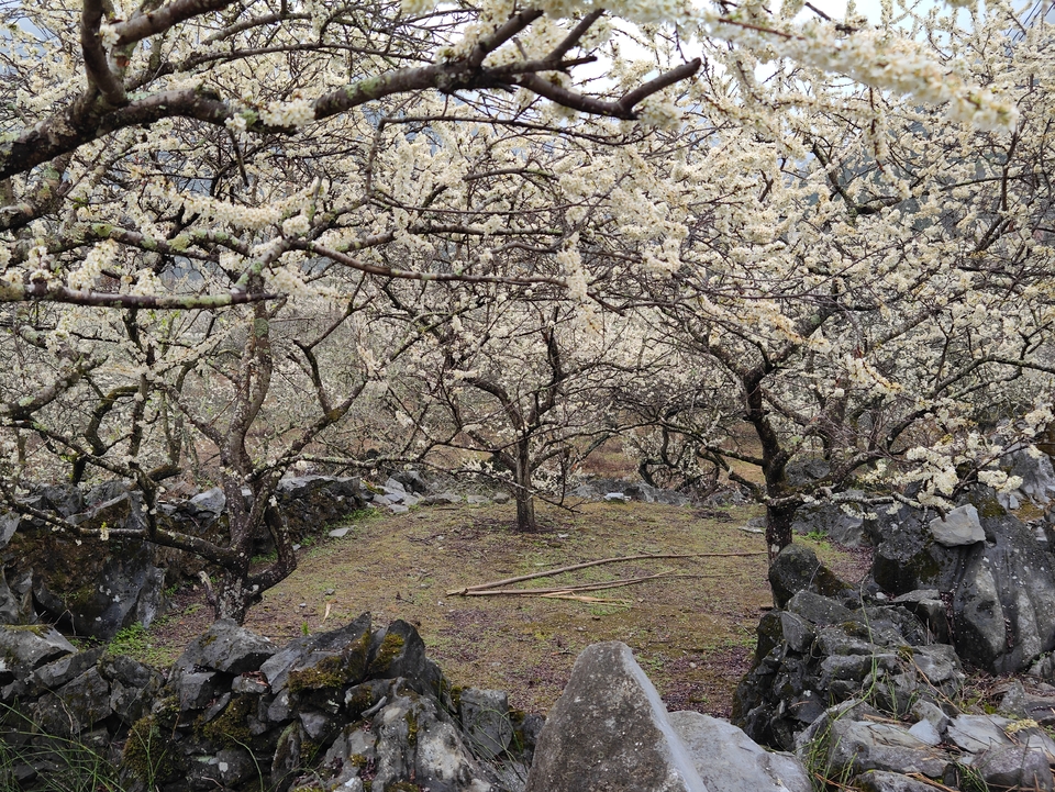 阳山冯屋花絮21