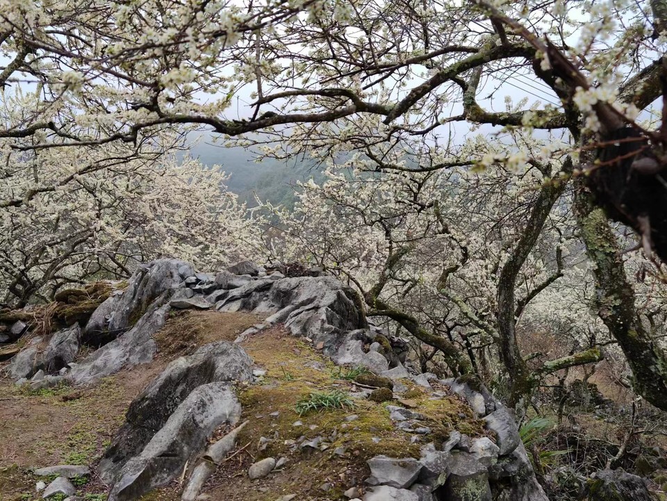 阳山冯屋花絮22