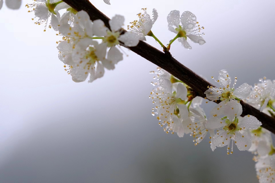 阳山冯屋花絮23