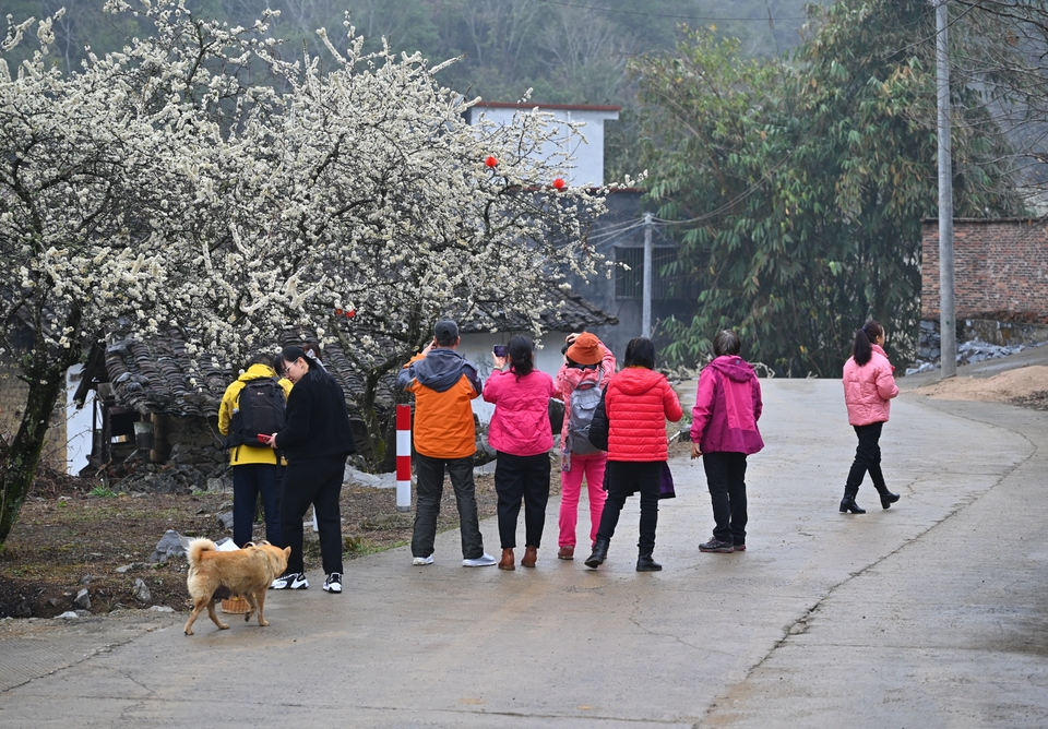 阳山冯屋花絮24