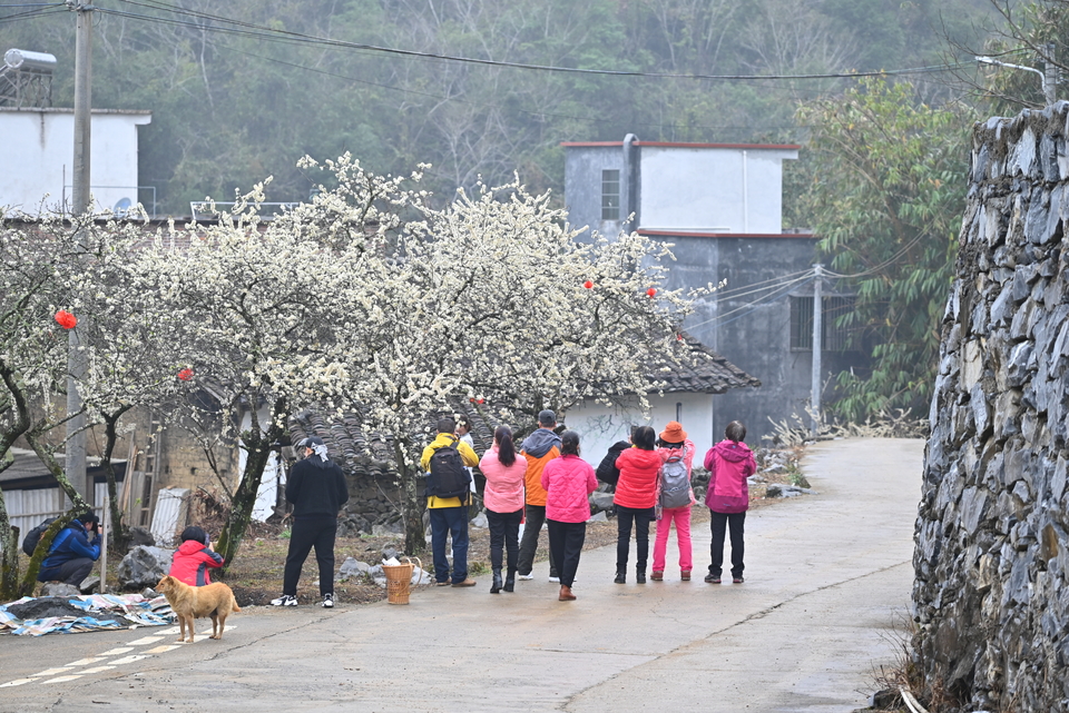 阳山冯屋花絮25