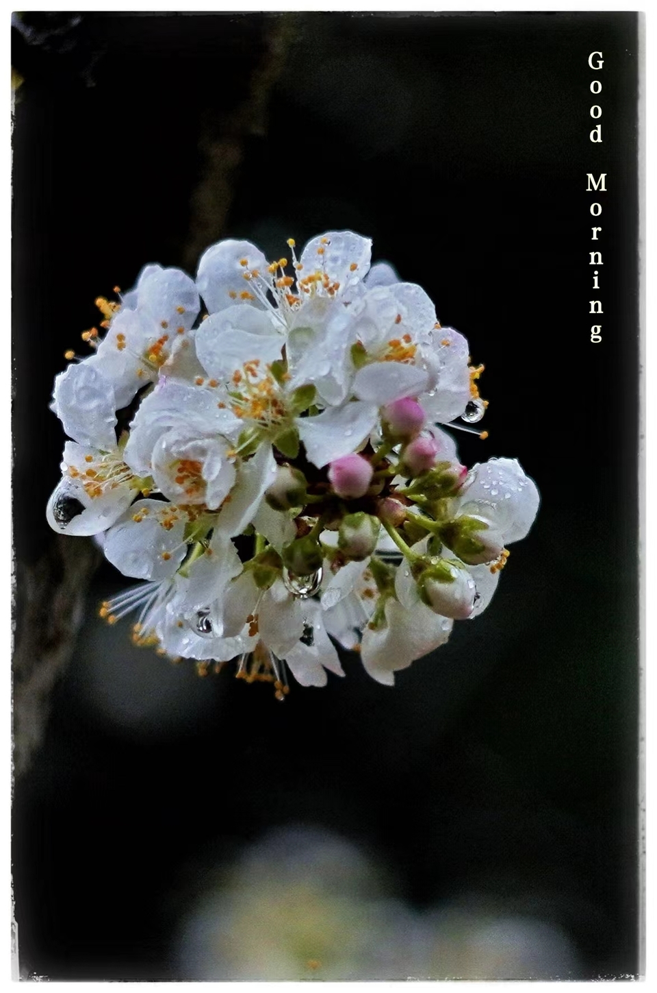 阳山冯屋花絮26