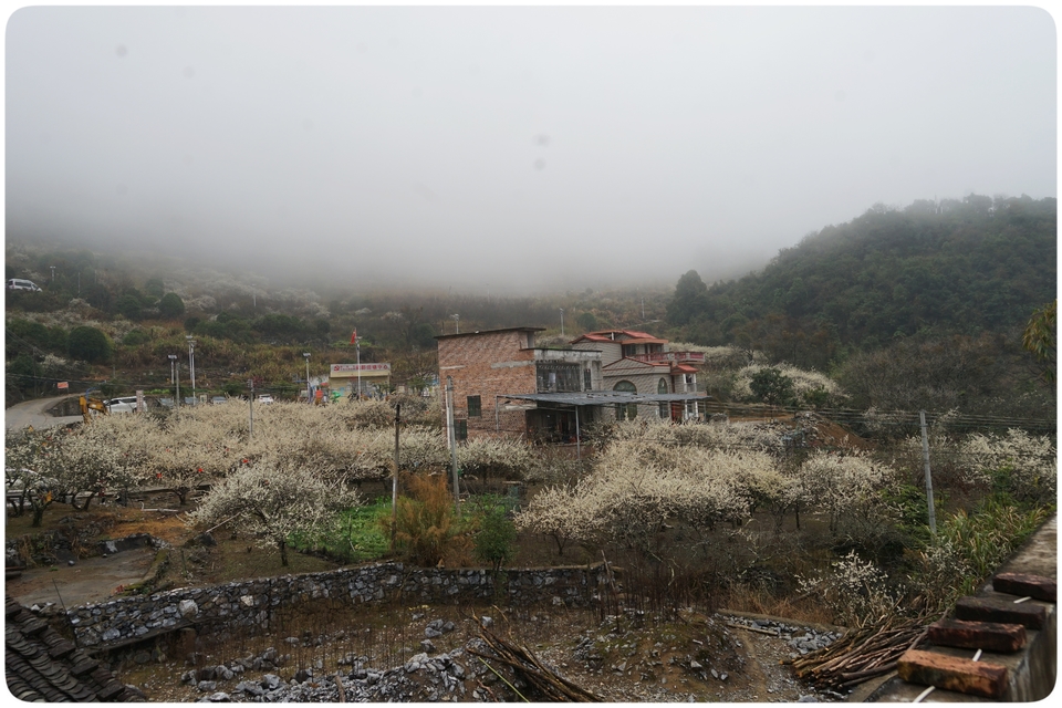 阳山冯屋花絮29