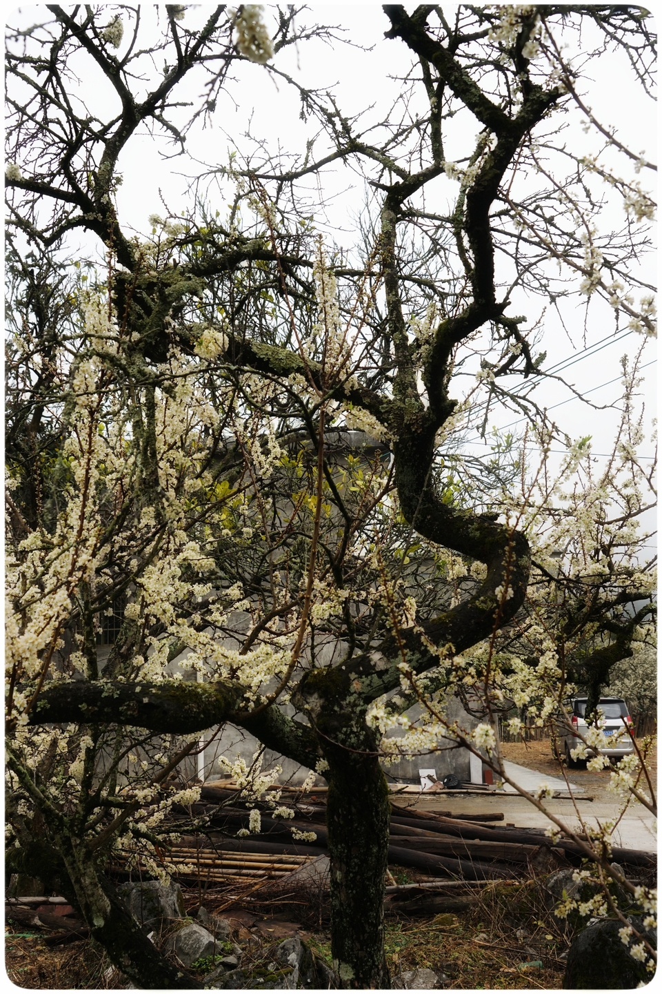 阳山冯屋花絮30