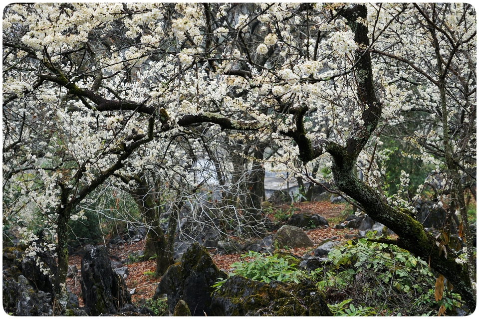 阳山冯屋花絮31