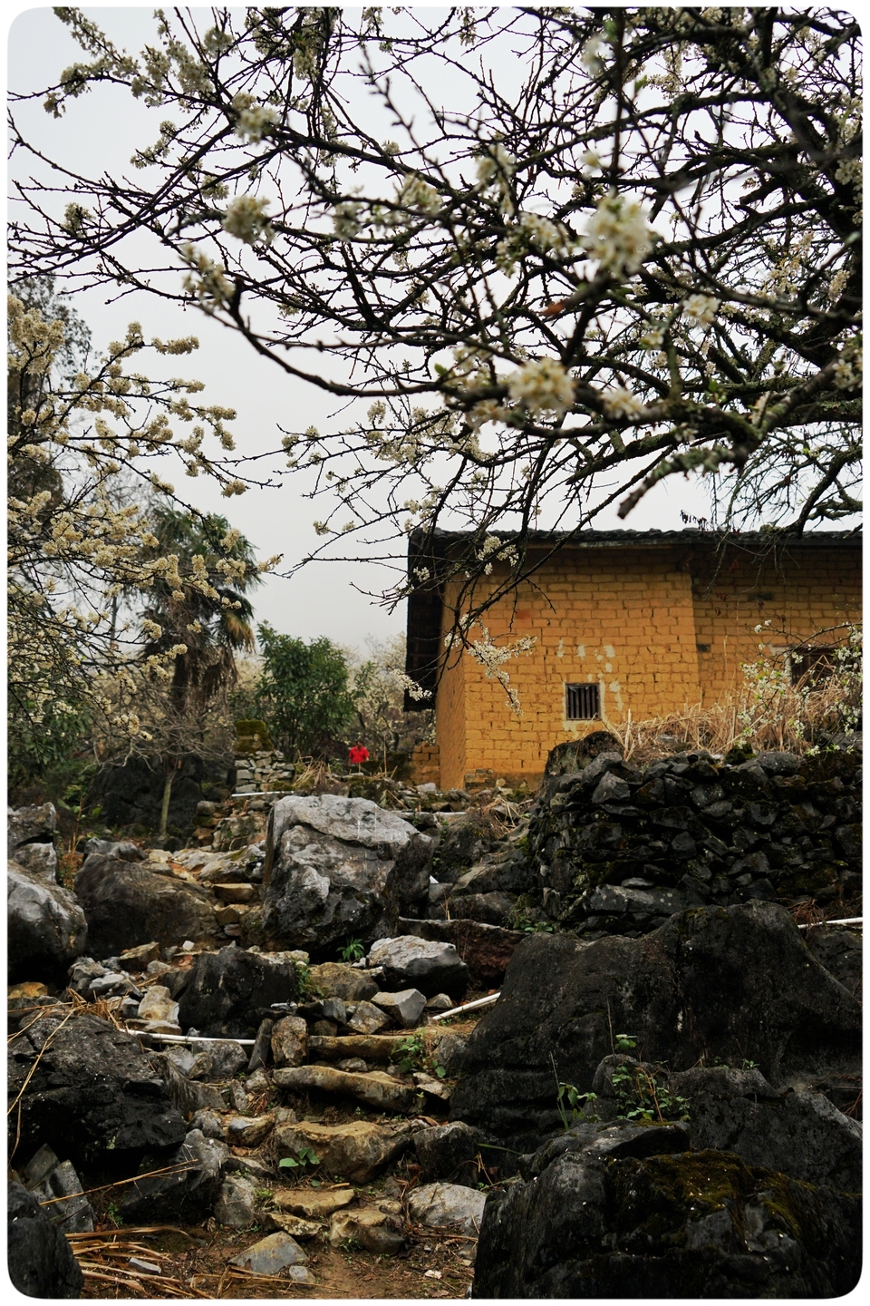 阳山冯屋花絮32