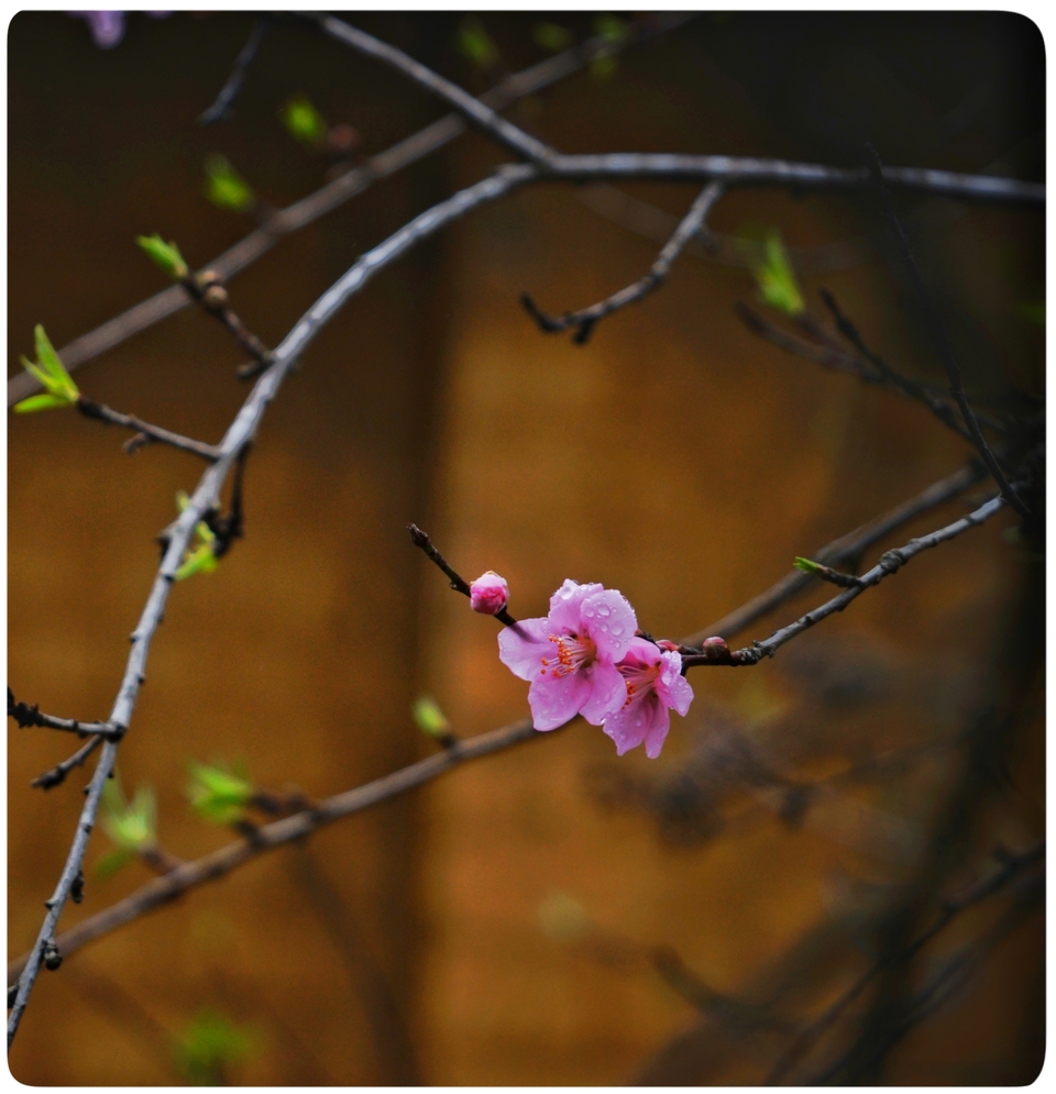 阳山冯屋花絮33