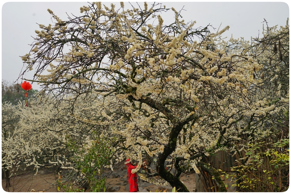 阳山冯屋花絮34
