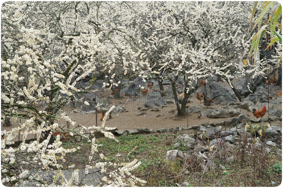 阳山冯屋花絮35
