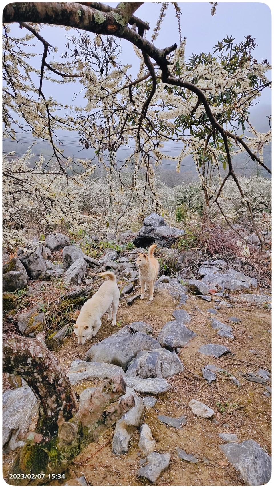 阳山冯屋花絮36