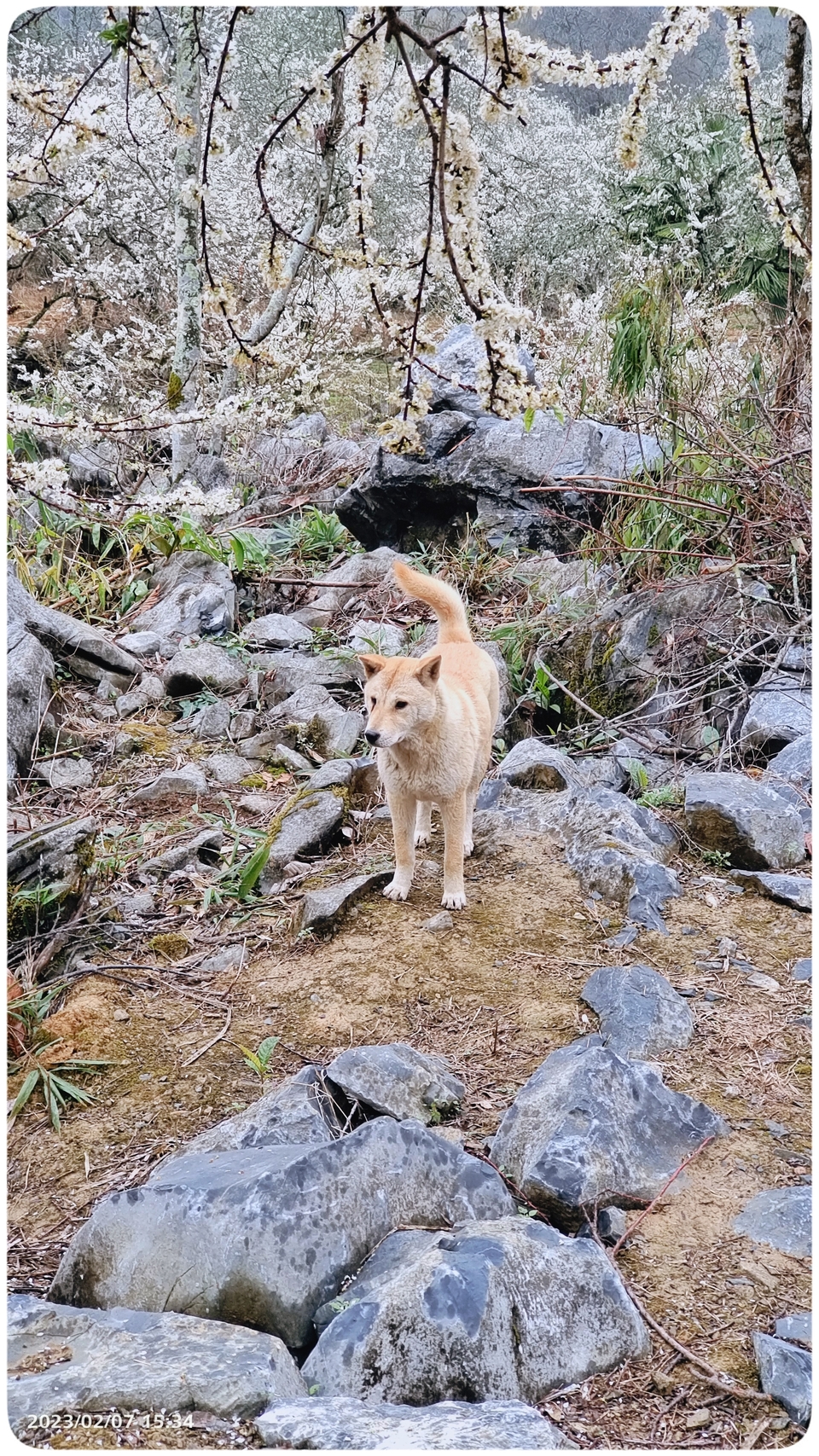 阳山冯屋花絮37
