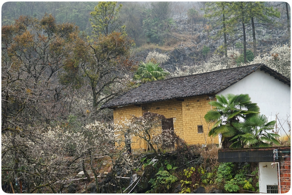 阳山冯屋花絮38