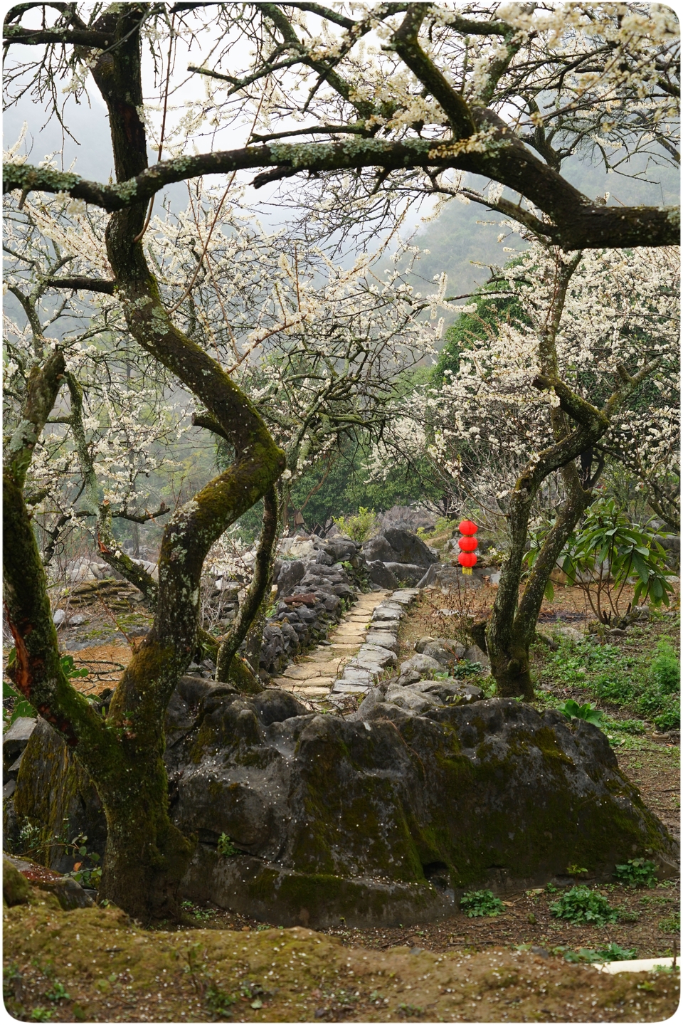 阳山冯屋花絮39