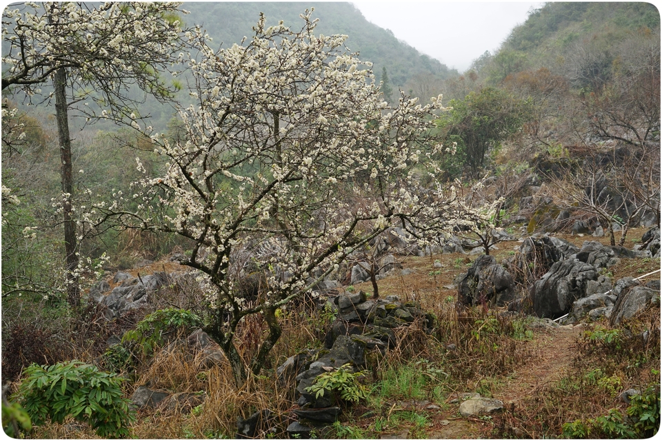 阳山冯屋花絮41