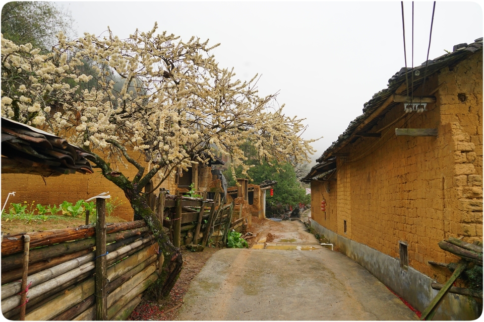 阳山冯屋花絮42