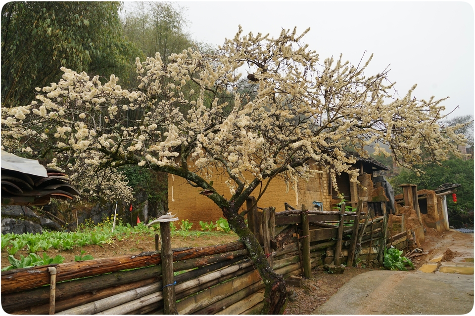 阳山冯屋花絮43