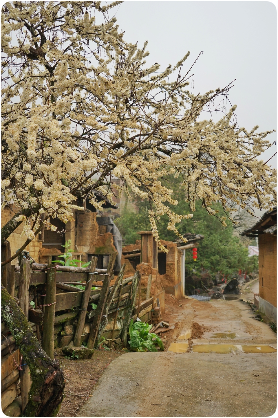阳山冯屋花絮44
