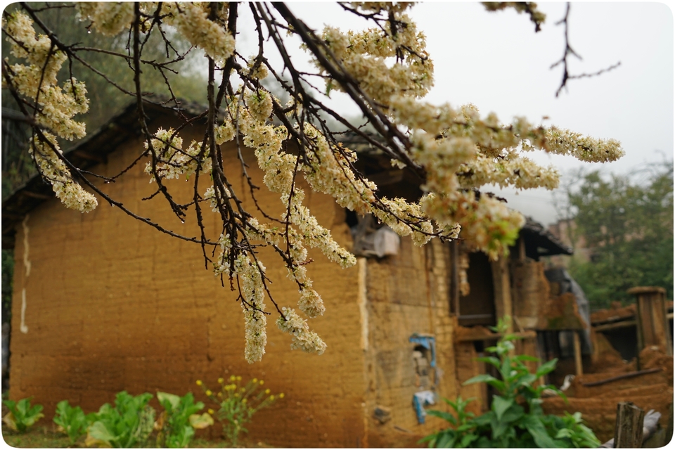 阳山冯屋花絮45