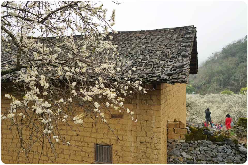 阳山冯屋花絮46