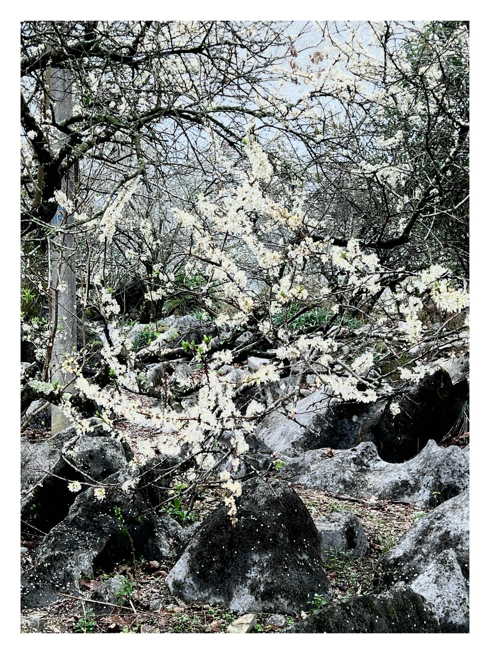 阳山冯屋花絮48