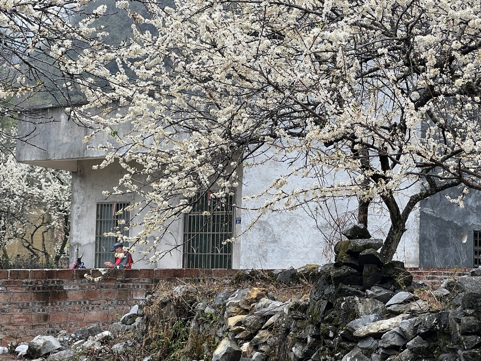 阳山冯屋花絮49