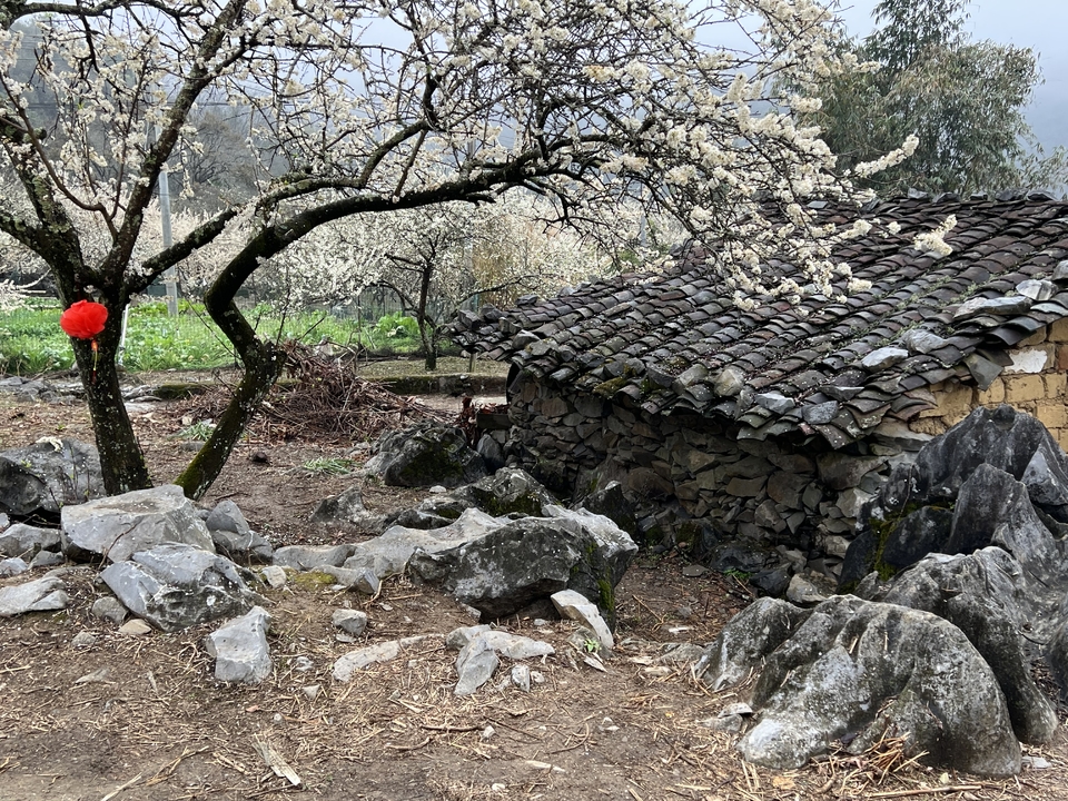 阳山冯屋花絮51