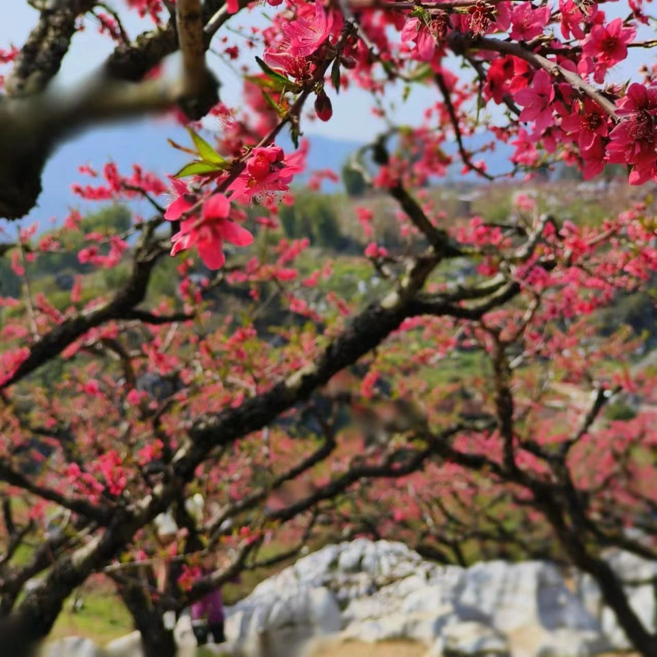 mmexport1677941421496