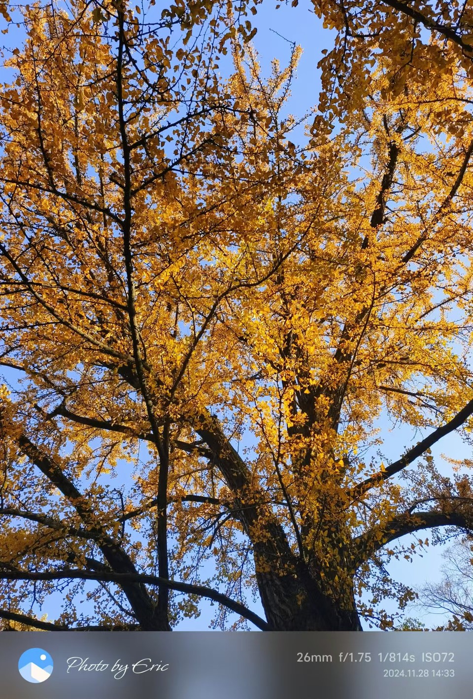 mmexport1733387907766