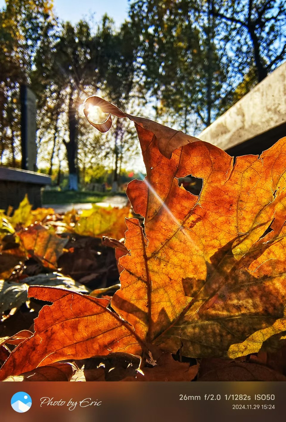 mmexport1733388026504