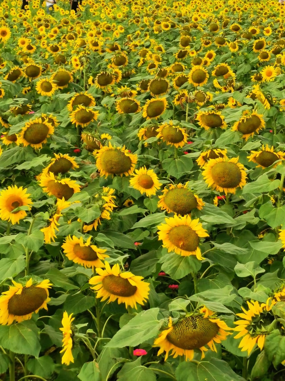 BYmQ4S1o32PCWdtVSnrEqh2dz9Gnr7r5Lc-t5tl6cA6-Zj2MbNZheLzUEc0fsJdn