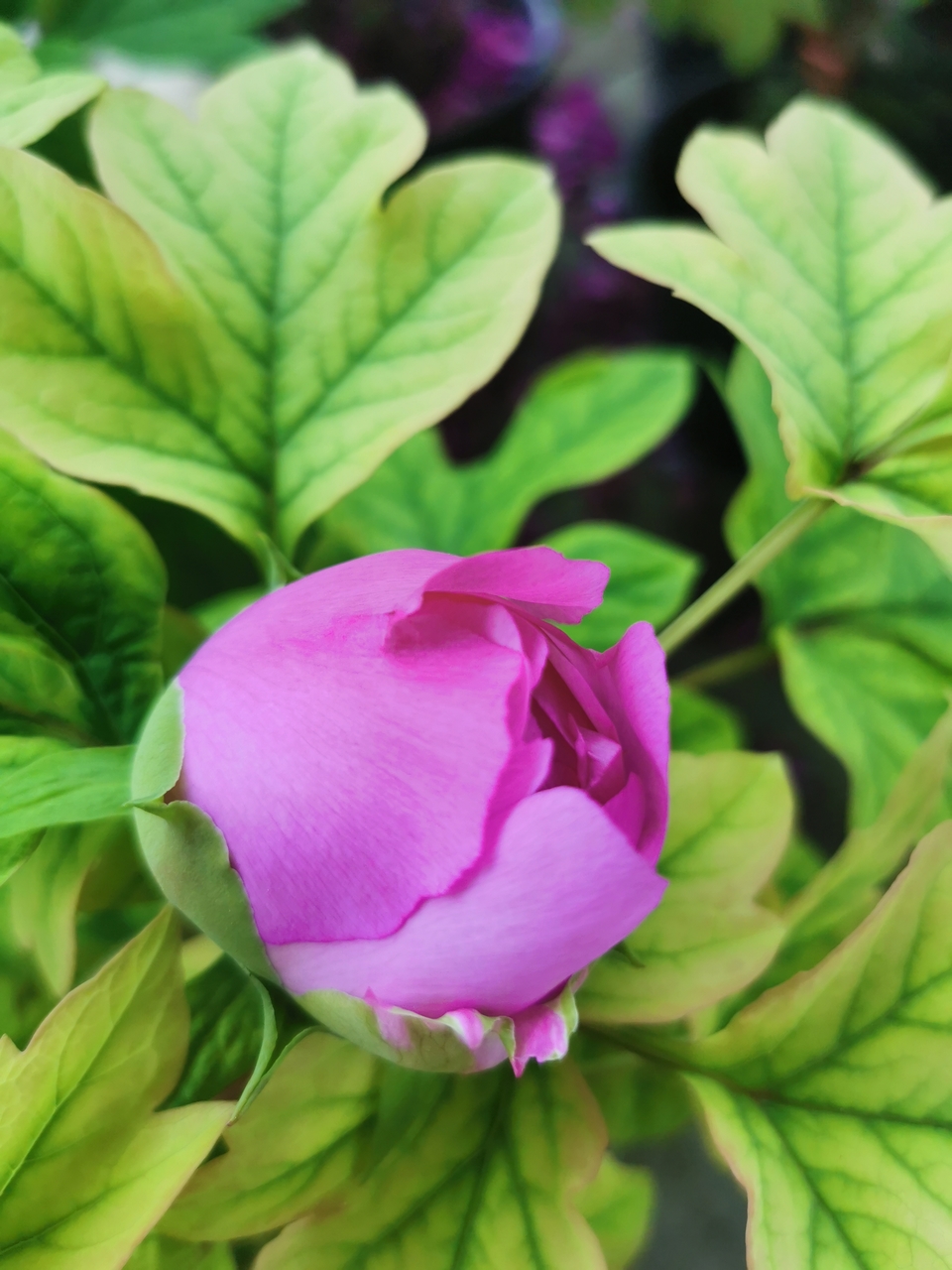 BYmQ4S1o32PCWdtVSnrEqi08MCIT06XfQN0AmaBubWyvWj8plUQZtRFYBAV9ZZ4g