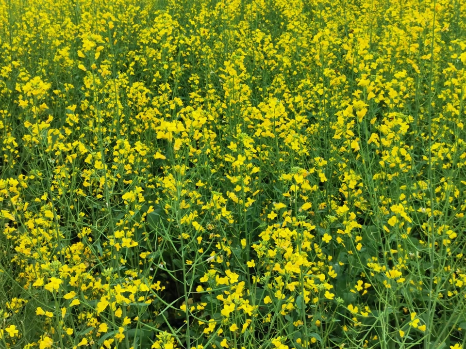 BYmQ4S1o32PCWdtVSnrEqq0foN_BJP5J20hmkjl1OJ4yYjhaVzPnMm8i_cj1ZaFb