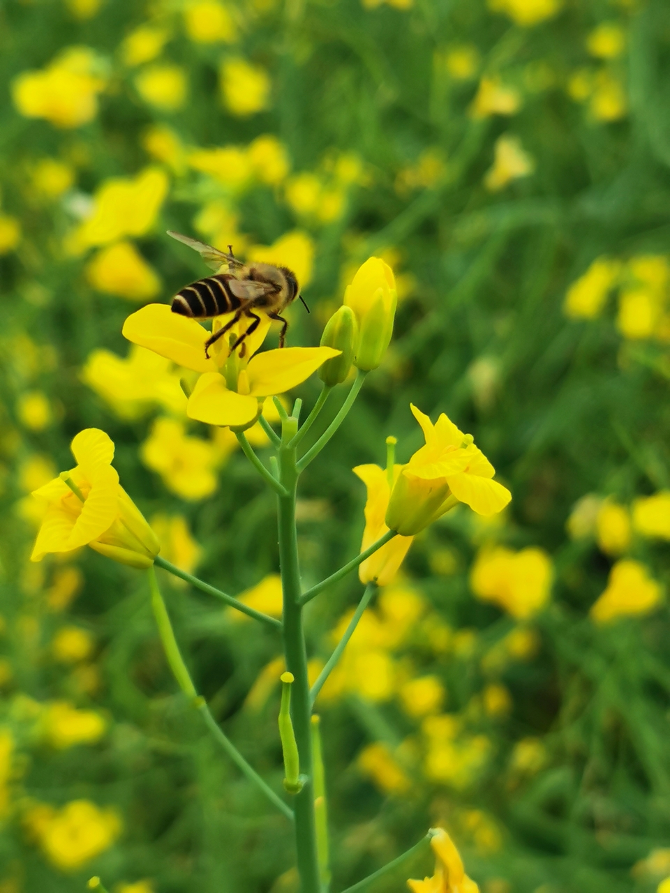 BYmQ4S1o32PCWdtVSnrEqtaKjs9Yo4-uFexfhkiBxvejQK4C83_VWNuwHHmojl2p