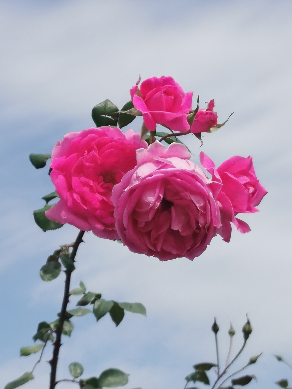 BYmQ4S1o32PCWdtVSnrEquD3zK8rihooXQwvKqsSKs4MS59nWeZiE1ZzuC3YWSnQ