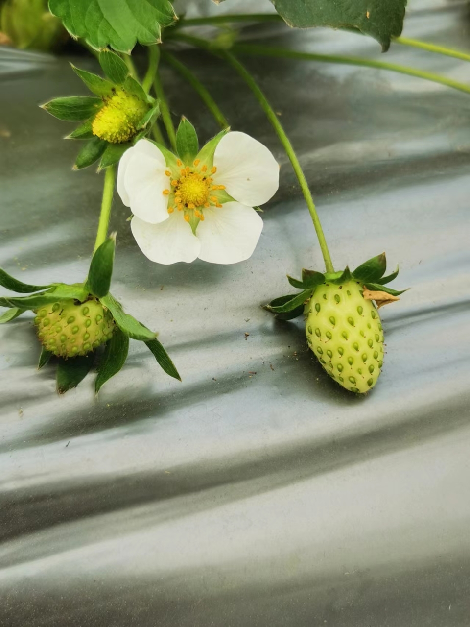 AwldxqepFGBbD2ZTvQ0ESsrNm5fJ50yCejAE3Kcy8MS5eY3JUDbooe6h9eJlyiCj