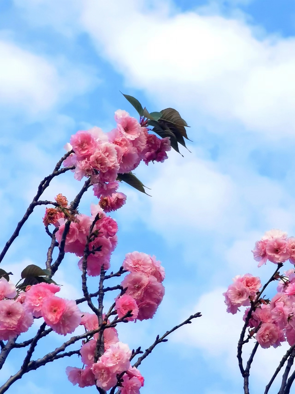 AwldxqepFGBbD2ZTvQ0ESrFDitgO_pfc7QhbbCFQPYcKJoukRiCE4RBji55PnXTe