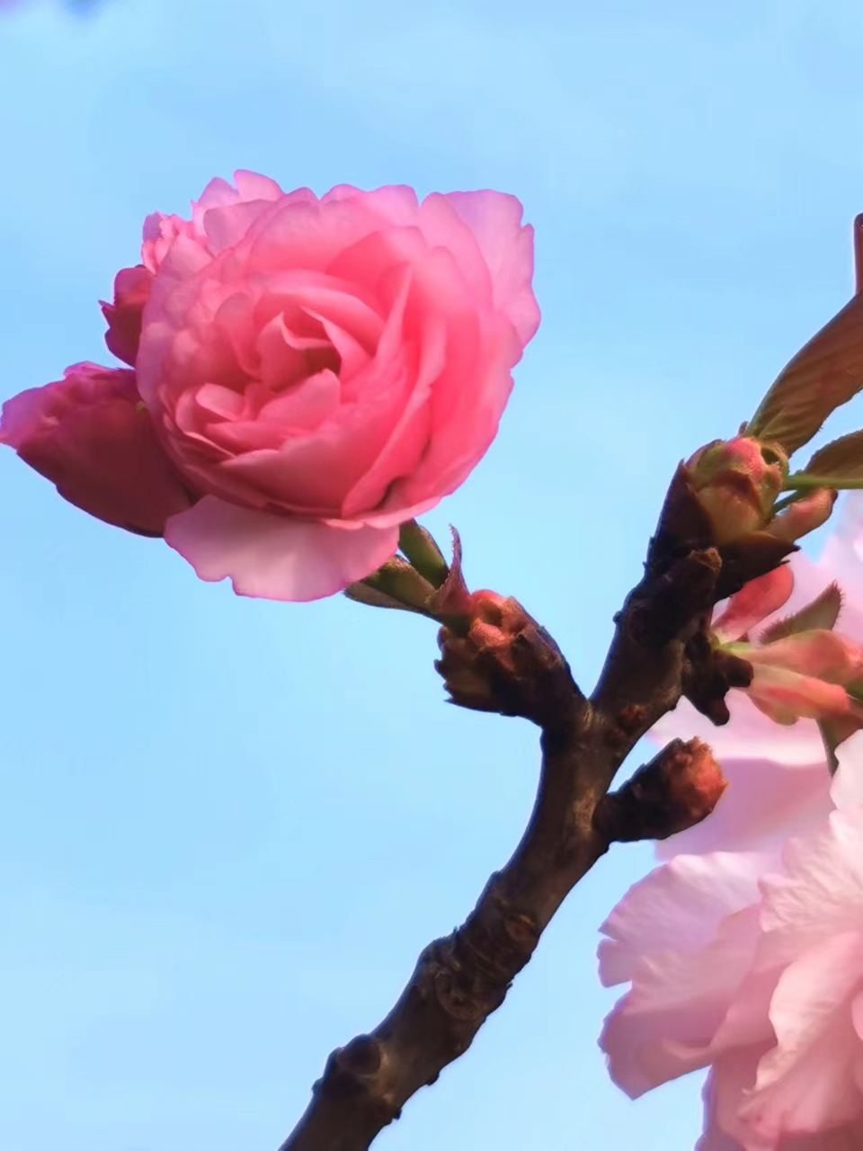 e9LShOHLgyVw1Gk3BrgNgXKdDDJgRJ8K_fNCHQK2NE0aK4ca0D5AwEZPydoMV4u8