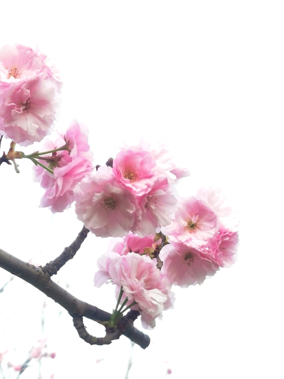 e9LShOHLgyVw1Gk3BrgNgTEBAnucuzU6XMTgmGcoQp0uaSYGDMtA6P0D4p0z-m1R