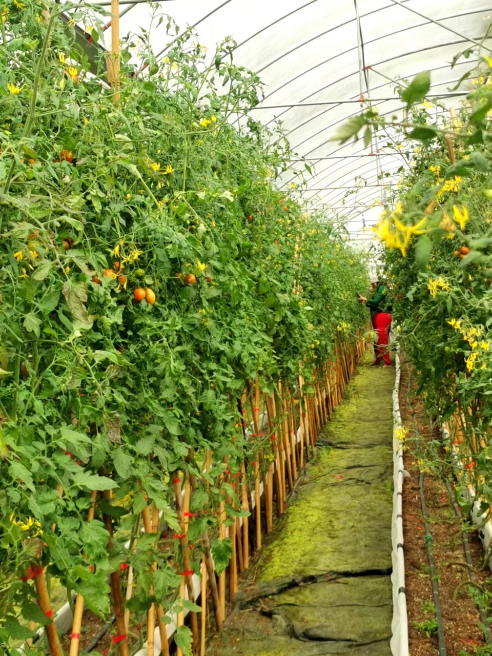 e9LShOHLgyVw1Gk3BrgNgTu27AP9tI0FCy6pGn1P0AYw7jAw4Vo8R55DX-8At_xn