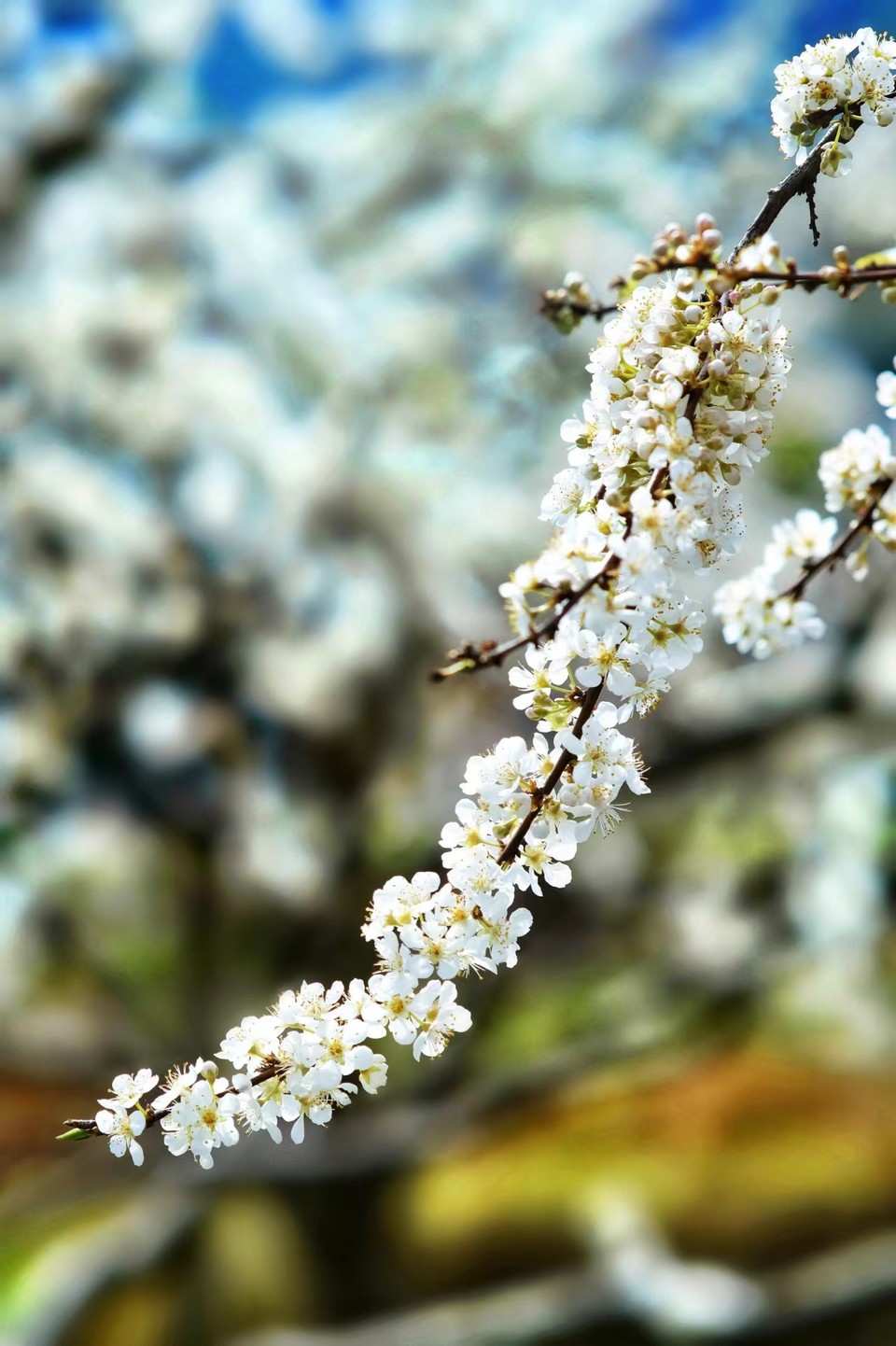 MVv6zG5TlFx2DucytTnLI8xmsaFU-0wSjKQUcv2WTvdJK74PTlnzVlPy08BEo3c9