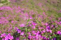 4月15日（周三）｜3天赏潮州凤凰山天池杜鹃花云海 潮州古城光影秀 南澳岛日出日落 摄影采风团